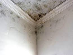 Environmental Consulting for Mold Prevention in Springdale, NJ