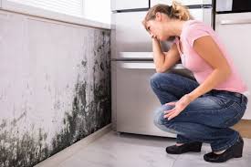 Best Mold Odor Removal Services  in Springdale, NJ